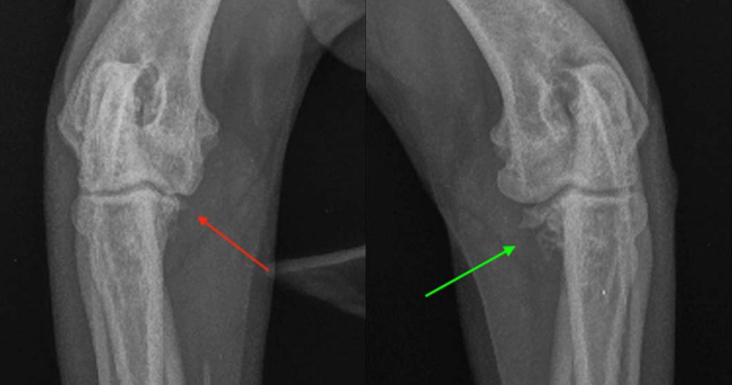 novel-treatment-of-elbow-osteoarthritis-in-an-8yr-old-dog-arthramid