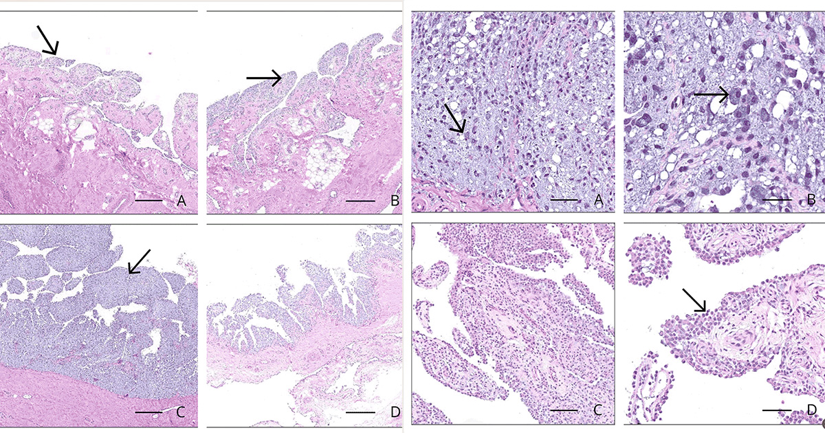 Histologic and cytologic changes in normal equine joints after ...